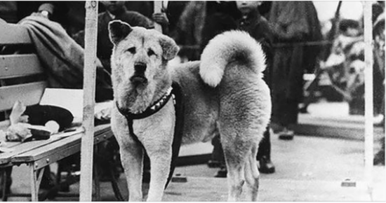 Rare Photos Of Hachiko Patiently Waiting For His Owner Have Surfaced And It’s Heartbreaking To See
