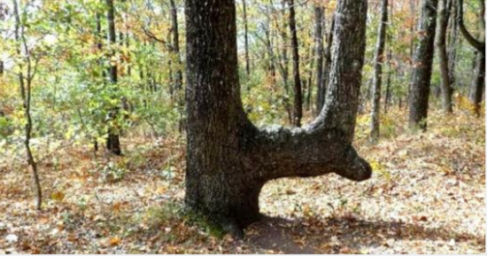 If You See A Bent Tree In The Forest, Start Looking Around Immediately