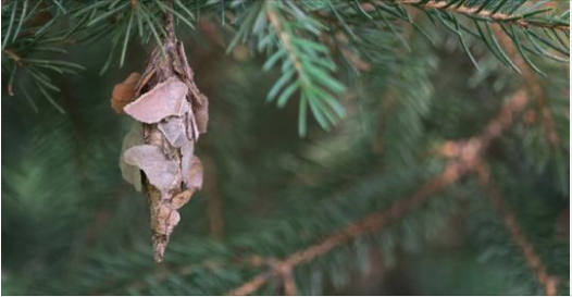 If you see these hanging from your tree, you need to know what it means