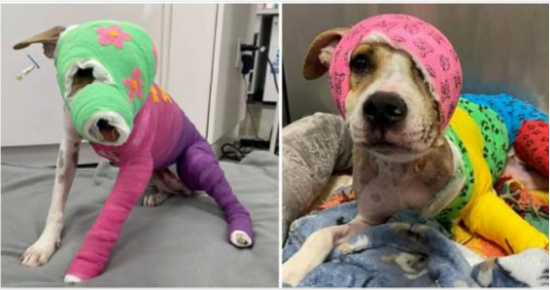 Riona was cruelly set on fire — after a year of recovery, she’s finally going to her new home