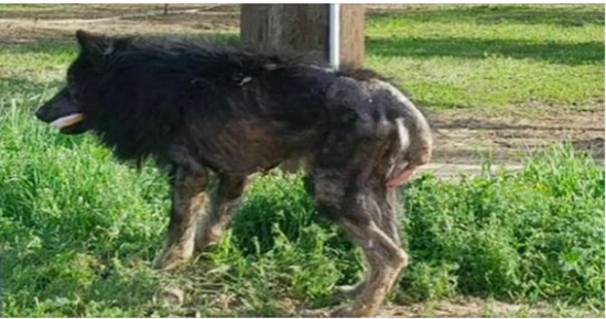 People called the poor dog ‘werewolf’ because they simply didn’t know what kind of animal he was