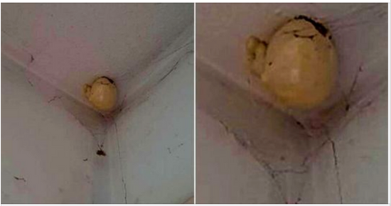 A woman noticed a very strange “egg” on the ceiling of her room and asked on Facebook what is that