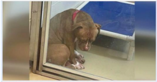 Heartbreaking photo shows shelter pit bull “losing hope” after adoptions fall through — still looking for a home