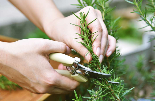 The Surprising Benefits of Rosemary: A Natural Wonder
